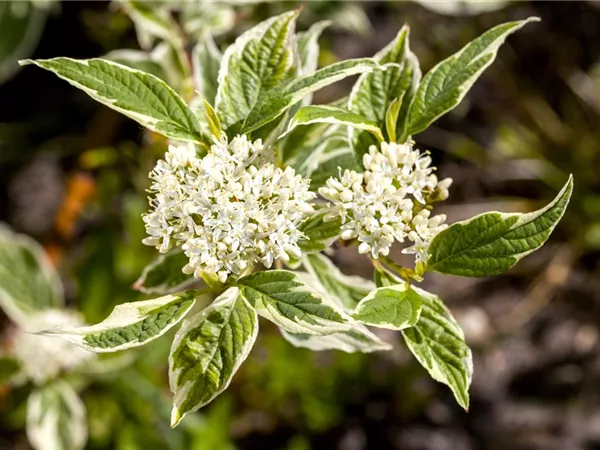 Cornus alba 'Sibirica Variegata'