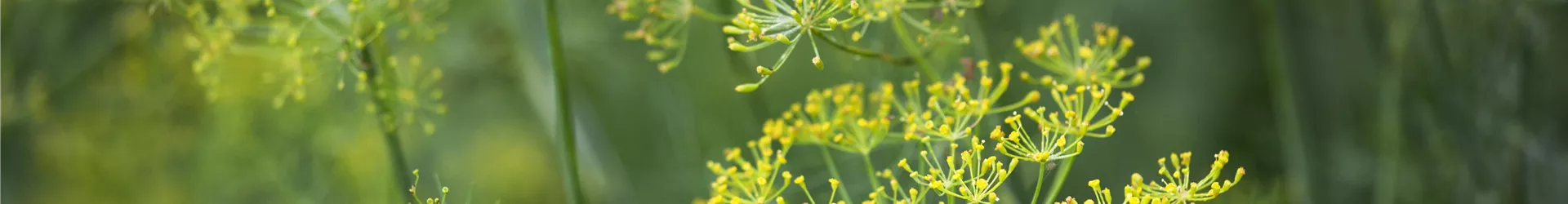 Anethum graveolens Anethum graveolens