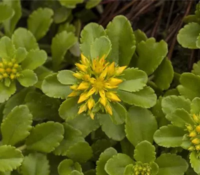 Sedum floriferum 'Weihenstephaner Gold' Sedum floriferum 'Weihenstephaner Gold'