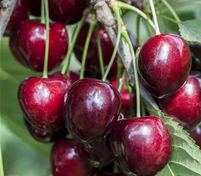 Prunus av.'Kordia' -R- CAC Prunus av.'Kordia' -R- CAC