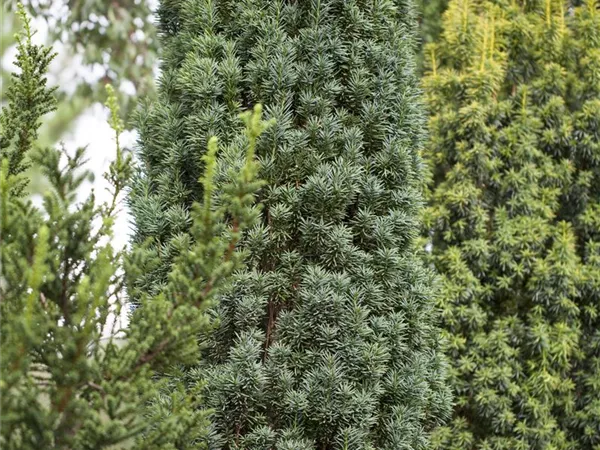 Taxus baccata 'Fastigiata Robusta'