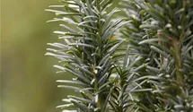 Taxus baccata 'Fastigiata Robusta', Schmale Sulen-Eibe - GartenBaumschule  Fuhs