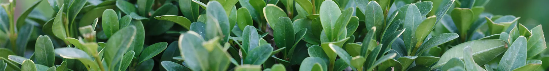 Buxus sempervirens, Kugel Buxus sempervirens, Kugel