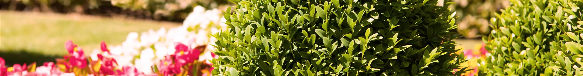 Buxus sempervirens var. arborescens