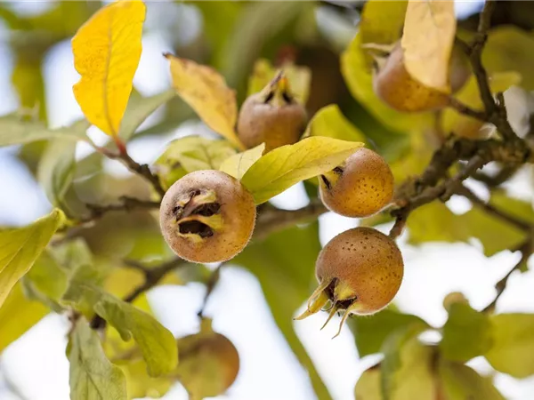Mespilus germanica 'Nottingham' Mespilus germanica 'Nottingham'