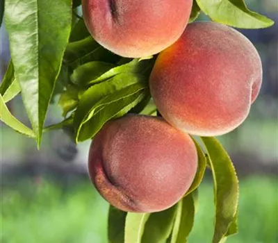 Prunus persica 'Kernech. v. Vorgeb.' CAC Prunus persica 'Kernech. v. Vorgeb.' CAC