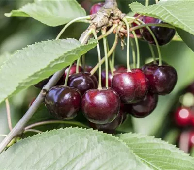 Prunus cer.'Morellenfeuer' CAC Prunus cer.'Morellenfeuer' CAC