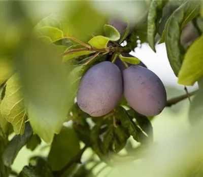 Prunus dom.'Katinka' -S- CAC Prunus dom.'Katinka' -S- CAC