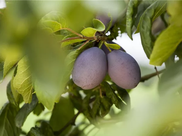 Prunus dom.'Katinka' -S- CAC Prunus dom.'Katinka' -S- CAC