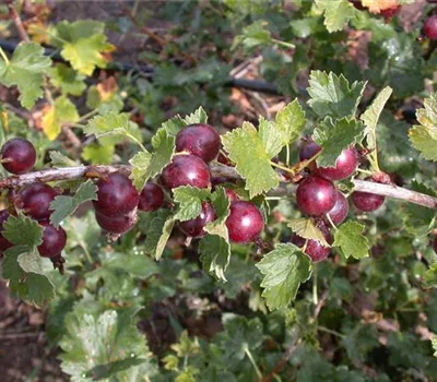Ribes Jostabeere CAC Ribes Jostabeere CAC