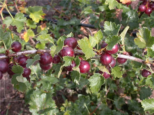 Ribes Jostabeere CAC