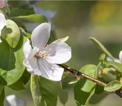 Cydonia 'Portugiesische' CAC Cydonia 'Portugiesische' CAC