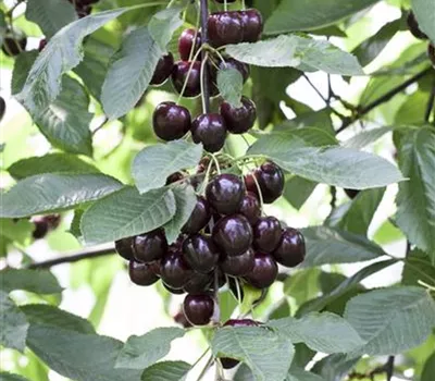 Prunus cer.'Schattenmorelle' CAC Prunus cer.'Schattenmorelle' CAC