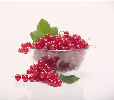 Ribes rubrum 'Rolan' CAC II