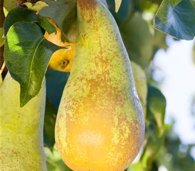 Pyrus com.'Bosc's Flaschenbirne' CAC Pyrus com.'Bosc's Flaschenbirne' CAC