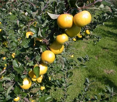 Malus 'Ananasrenette' CAC Malus 'Ananasrenette' CAC