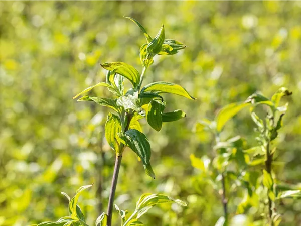 Cornus mas 'Schönbrunner Gourmet Dirndl'