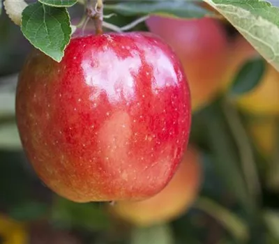 Malus 'Braeburn' CAC Malus 'Braeburn' CAC