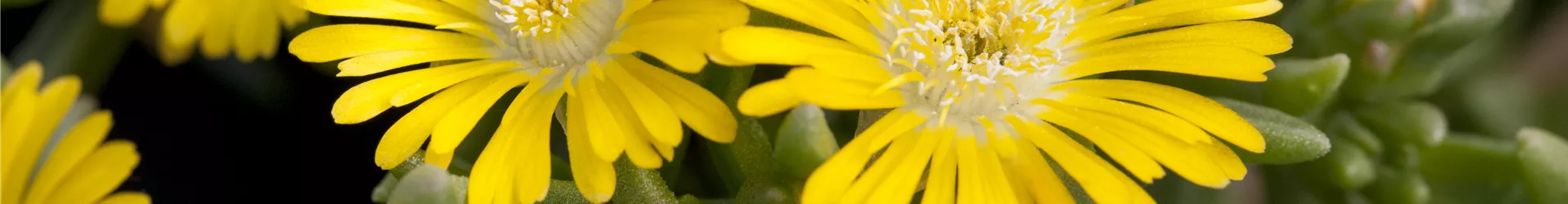 Delosperma 'Wheels of Wonder® Golden Wonder'