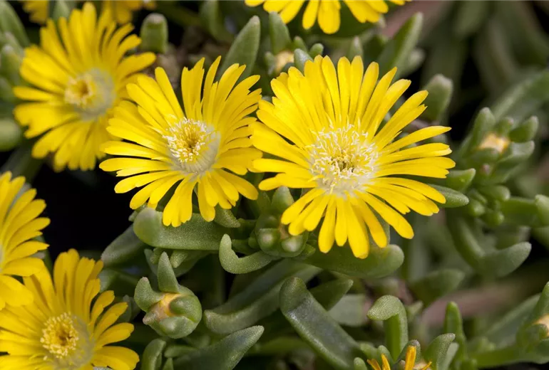 Delosperma 'Wheels of Wonder® Golden Wonder'