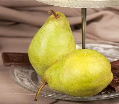 Pyrus com.'Condo' CAC Pyrus com.'Condo' CAC