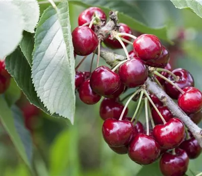 Prunus cer.'Saphir' -S- CAC Prunus cer.'Saphir' -S- CAC