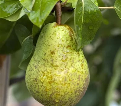 Pyrus com.'Williams Christbirne' zert.vf