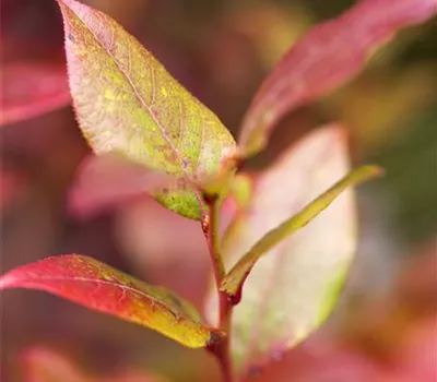 Vaccinium corymb.'Bluecrop'