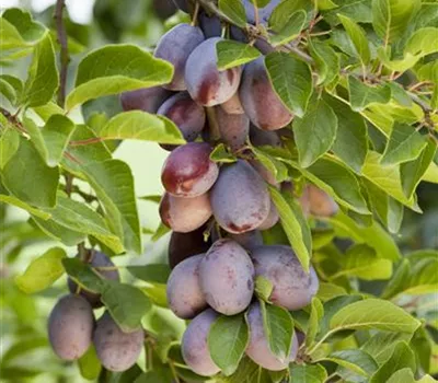 Prunus dom.'Hauszwetsche' CAC Prunus dom.'Hauszwetsche' CAC