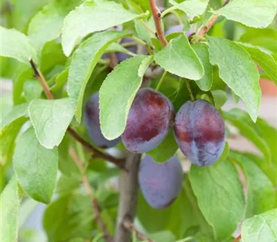 Prunus dom.'Hanita' -R- -S- CAC Prunus dom.'Hanita' -R- -S- CAC