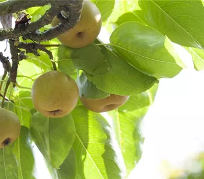 Pyrus pyraster 'Kosui' CAC Pyrus pyraster 'Kosui' CAC