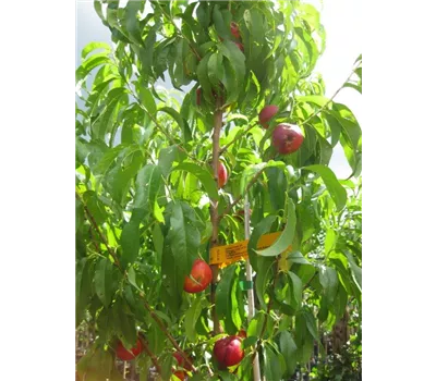 Prunus nuc.'Crimson Gold' CAC Prunus nuc.'Crimson Gold' CAC