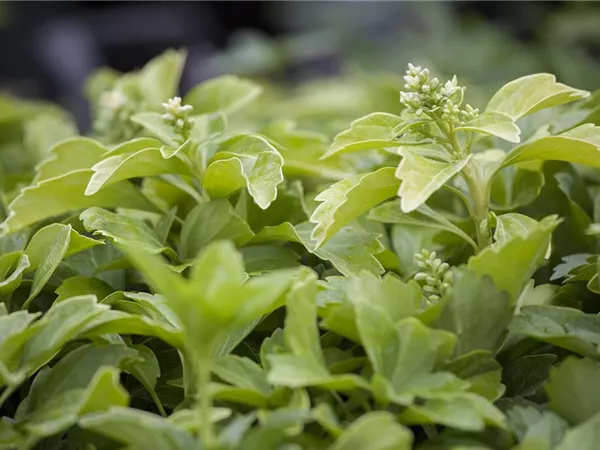 Pachysandra terminalis