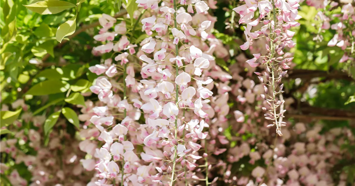 Wisteria floribunda 'Rosea', Blauregen - GartenBaumschule Fuhs