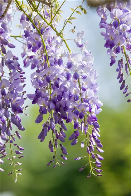afrikanischer blauregen keimling Seedeo® Blauregen (Wisteria sinensis) 8 Samen