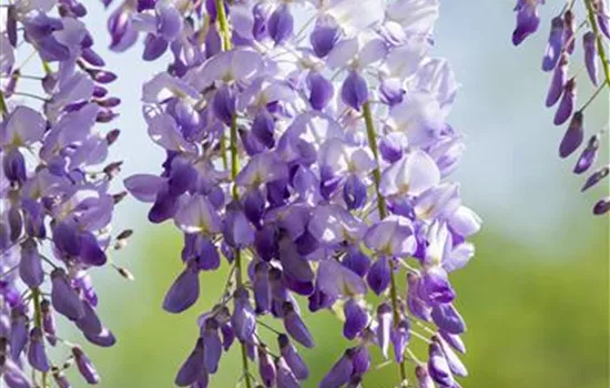 Wisteria floribunda 'Rosea', Blauregen - GartenBaumschule Fuhs