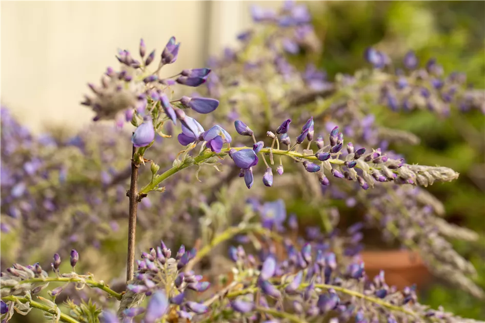 Wisteria sinensis, Chinesischer Blauregen - GartenBaumschule Fuhs