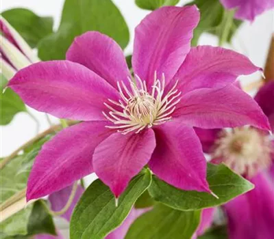 Clematis 'Comtesse de Bouchaud' Clematis 'Comtesse de Bouchaud'