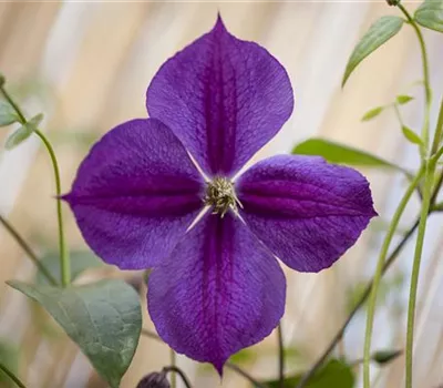 Clematis 'Star of India' Clematis 'Star of India'