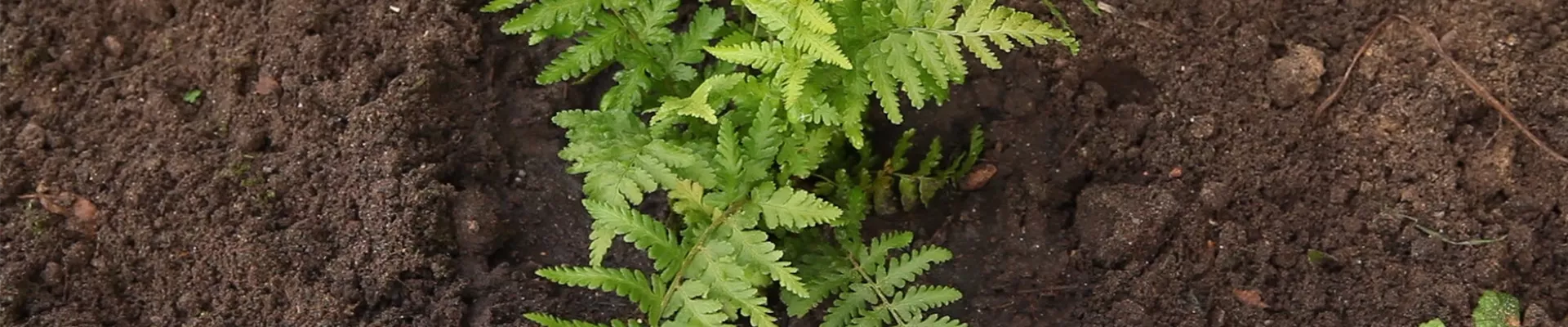 Frauenfarn - Einpflanzen im Garten (thumbnail)