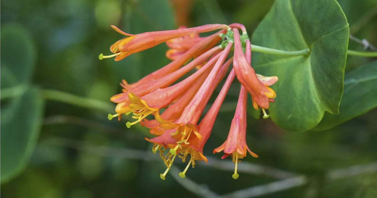 Lonicera i.S., Heckenkirsche i.S. - GartenBaumschule Fuhs