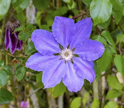 Clematis 'Königskind' -R- -S- Clematis 'Königskind' -R- -S-