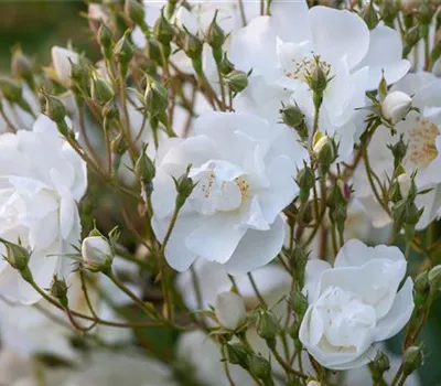 Rosa 'Bobby James' KL VI