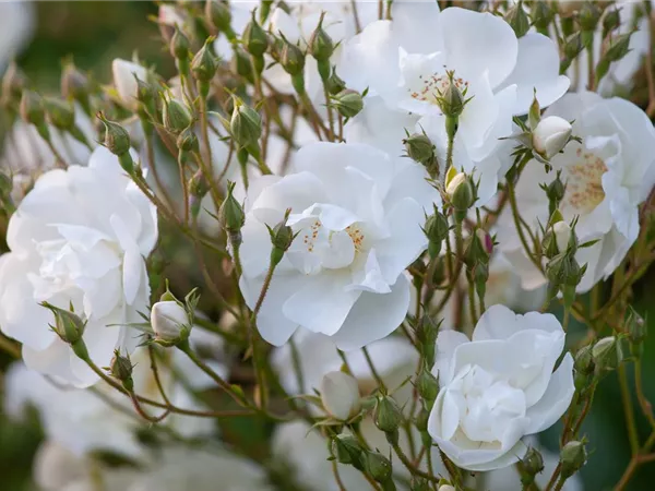 Rosa 'Bobby James' KL VI