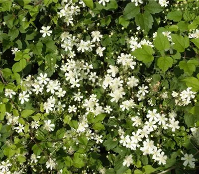 Clematis 'Octopus' Clematis 'Octopus'