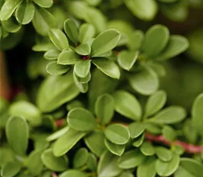 Cotoneaster dammeri 'Frieders Evergreen' Cotoneaster dammeri 'Frieders Evergreen'