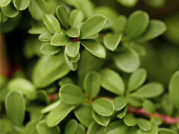 Cotoneaster dammeri 'Frieders Evergreen' Cotoneaster dammeri 'Frieders Evergreen'