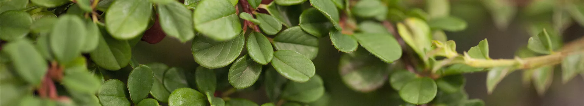 Cotoneaster dammeri Cotoneaster dammeri