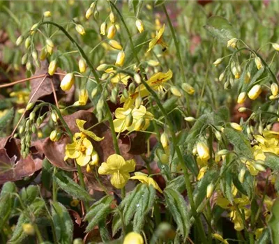 Epimedium pinnatum ssp.colchicum Epimedium pinnatum ssp.colchicum