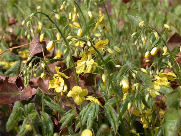 Epimedium pinnatum ssp.colchicum